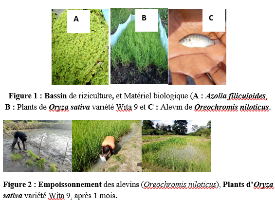 Rizipisciculture enrichie à l’Azolla pour renforcer la sécur…