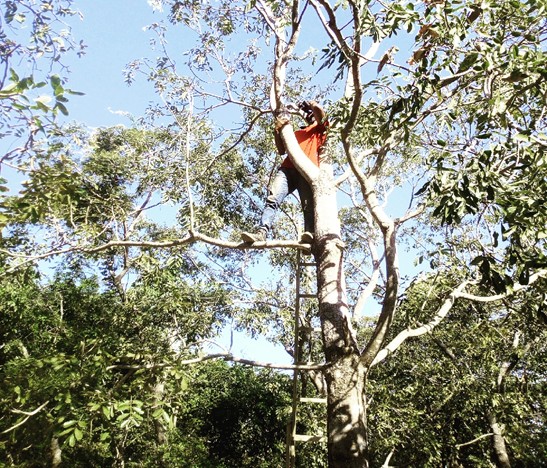 Optimiser “site × génotype” des reboisements à l'aide de sig…