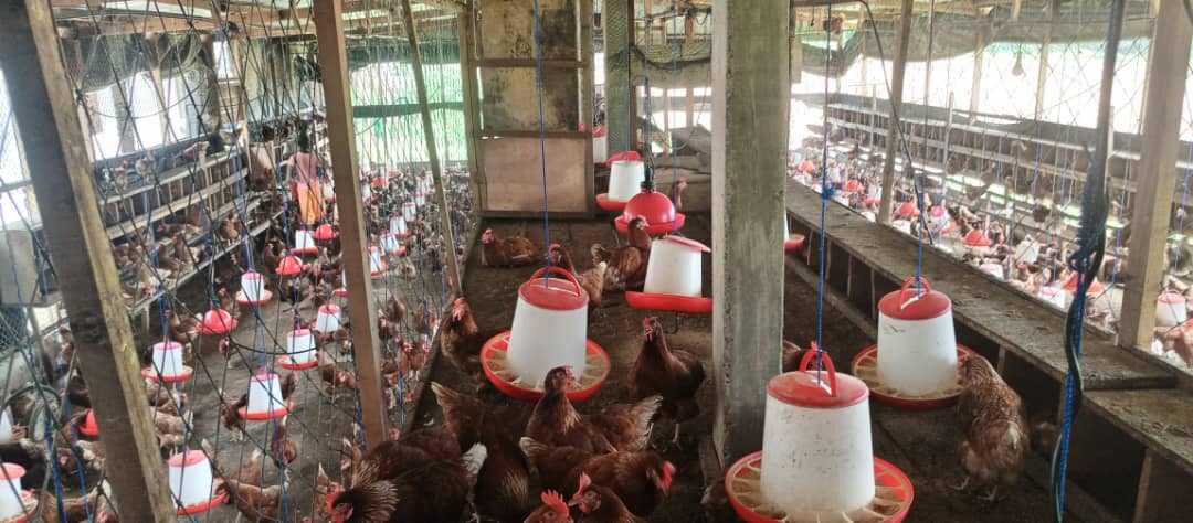 Bâtiment d’élevage de poule pondeuse optimisé "YAPI-20.25" :…